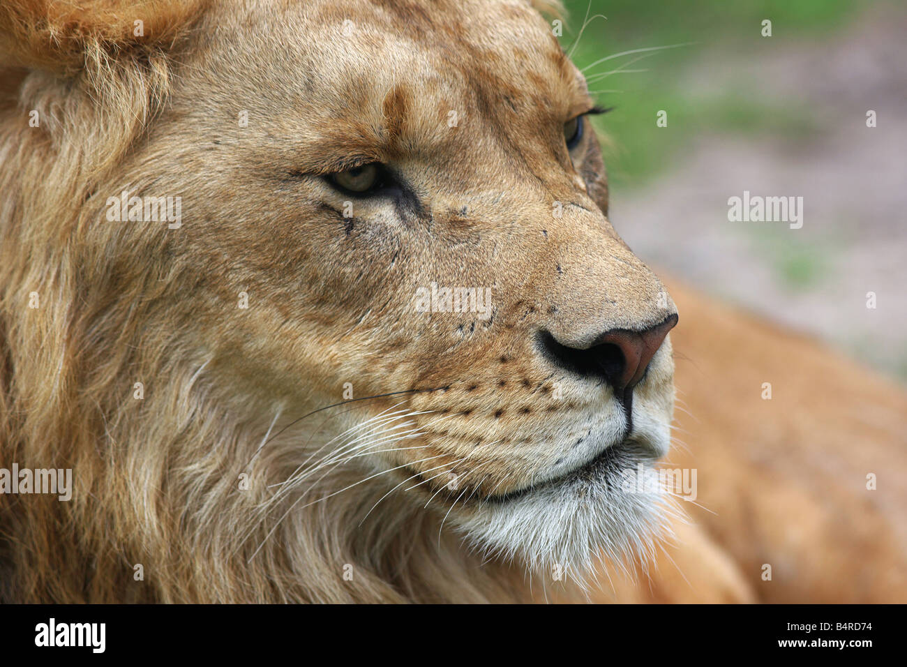 engen Porträt eines männlichen Löwen vor einem grünen Hintergrund Stockfoto