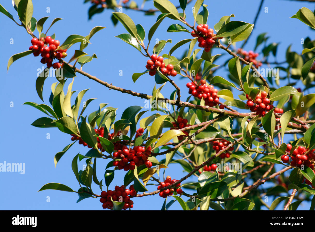 Holly Tree (Ilex Acquifolium) Zweige mit roten Beeren Stockfoto