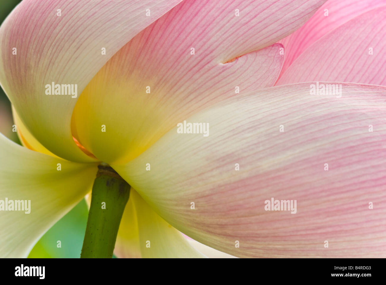 Heilige Lotusblume Stockfoto