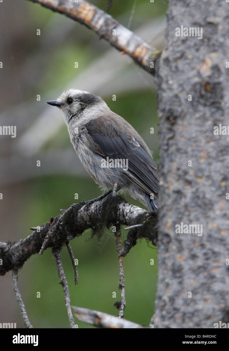 Grau-Jay Perisoreus Canadensis sitzend auf Ast des Baumes am Fishing Bridge Yellowstone Park im Juli Stockfoto