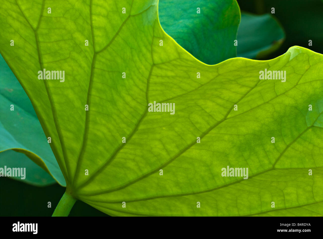 Nahaufnahme von einem Heiligen Lotusblatt Stockfoto