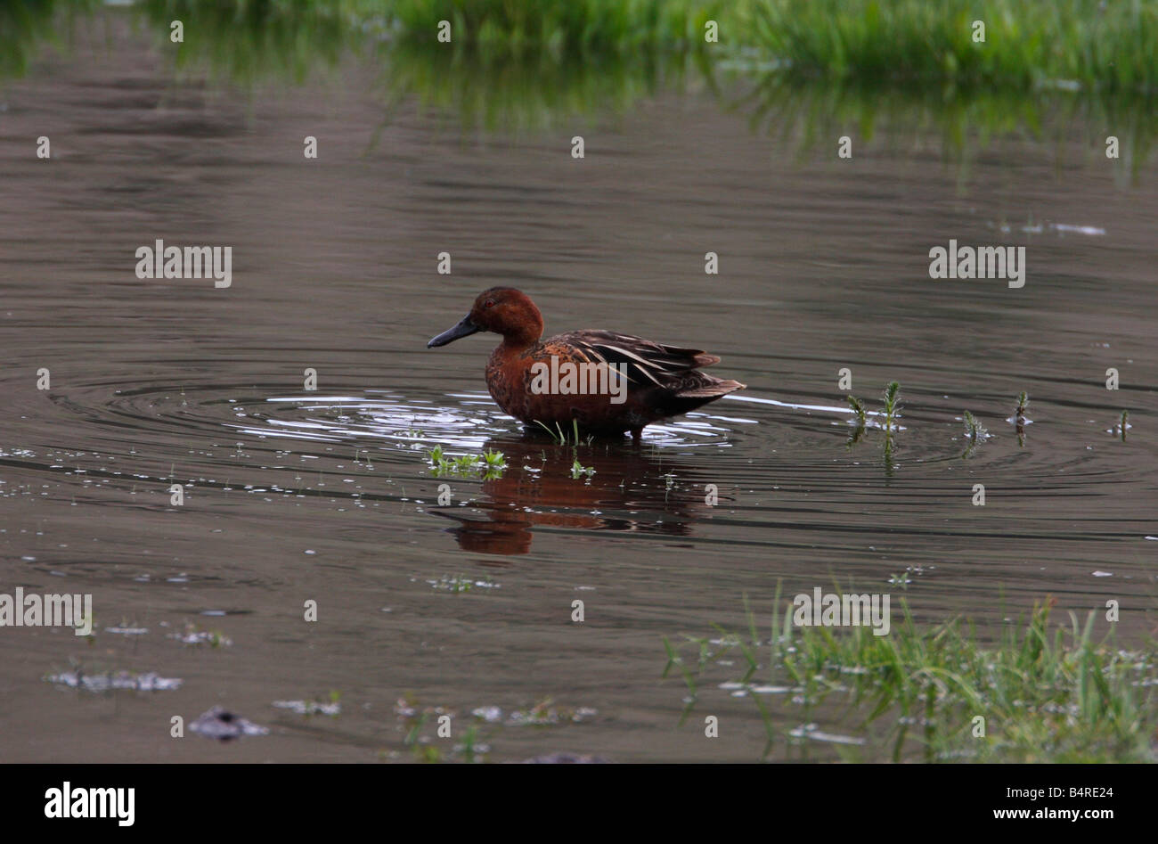 Cinnamon Teal Anas Cyanoptera Fütterung in der Nähe von Yellowstone River im Juli Stockfoto