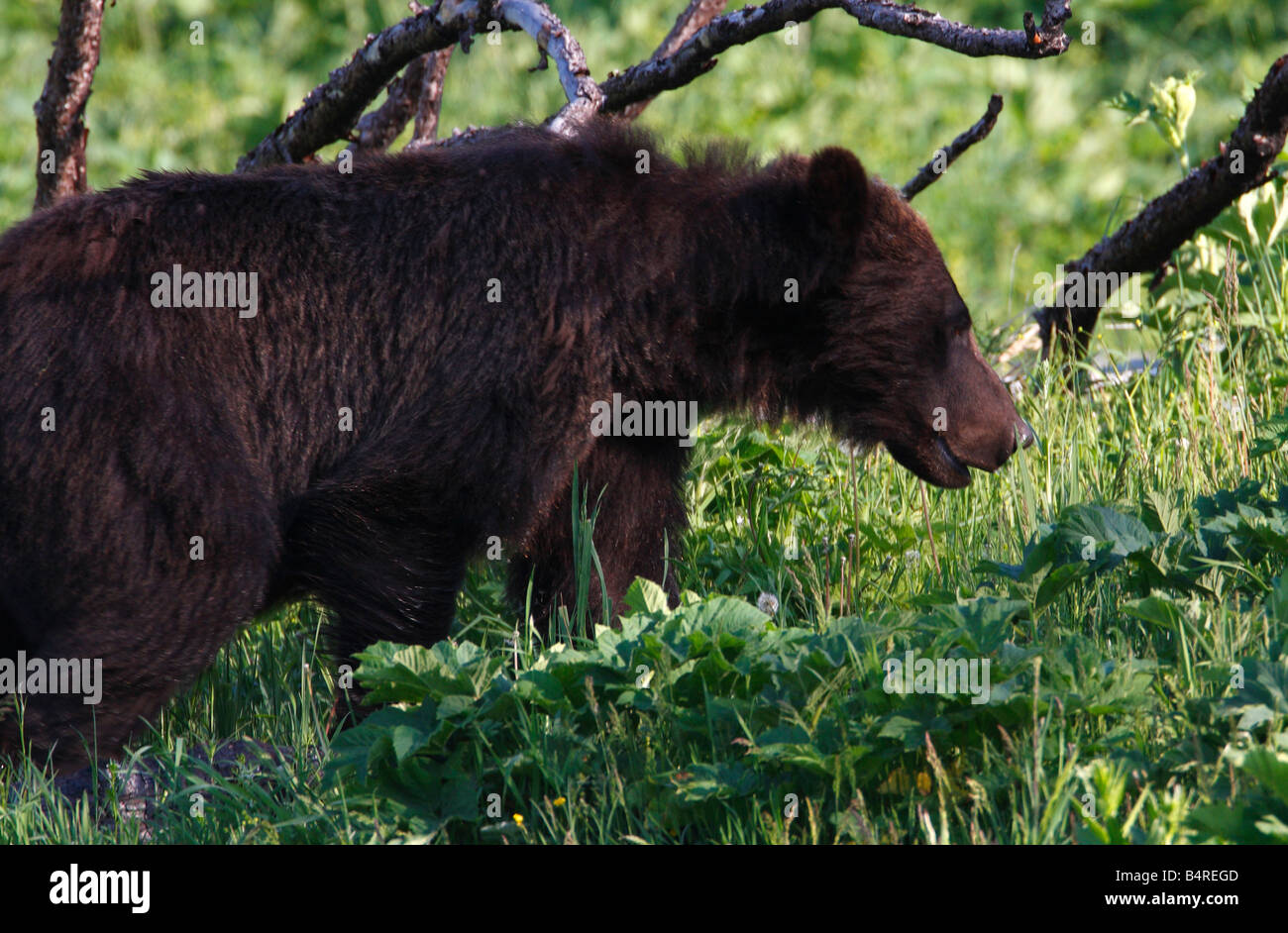 Grizzly Bear Ursus Arctos Horribilis Jagd nach Nahrung im Yellowstone Park im Juli Stockfoto