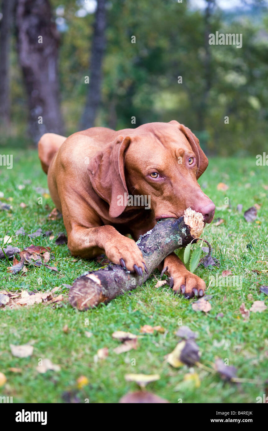 Ungarische Vizsla, die draußen spielt, einen gefallenen Baumzweig auf Gras mit Herbstlaub kaut. Stockfoto