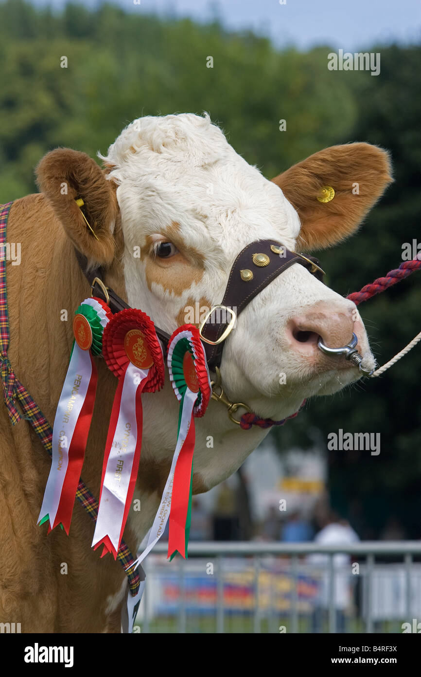 Simmentaler Kuh auf Messe Stockfoto