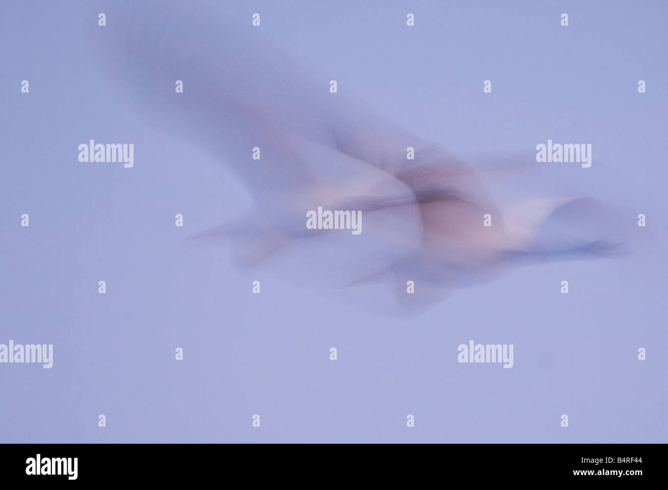 Silberreiher Flug in Zeitlupe Stockfoto