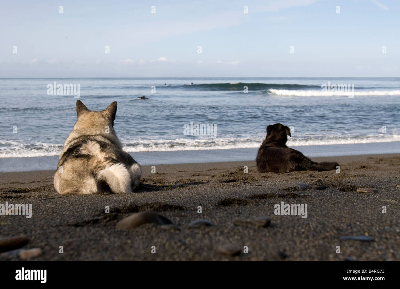 Surfer-Hunde Stockfoto