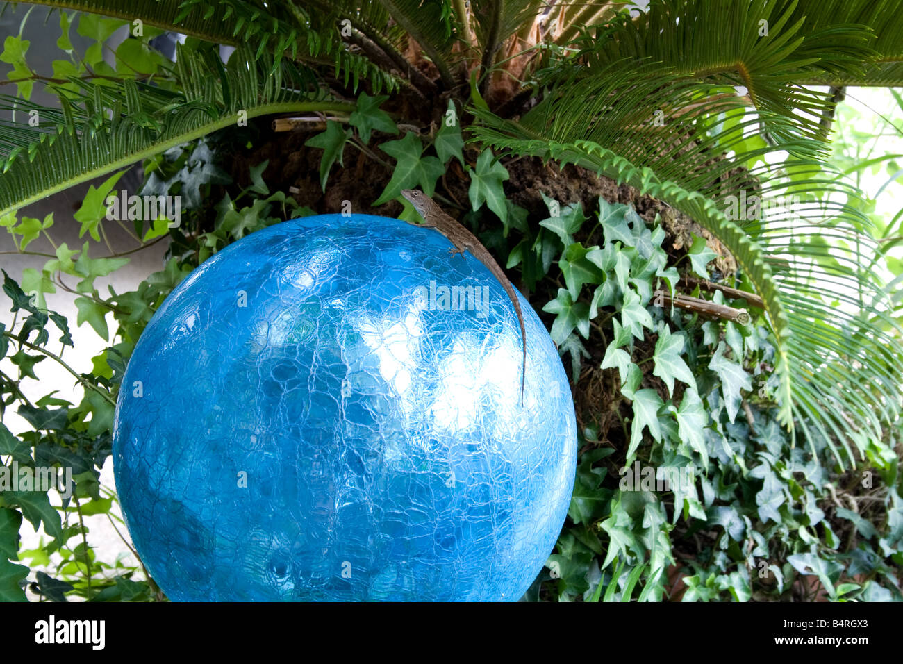 Kleine Eidechse auf einen blauen Hof Ornament von Sego Palmen Stockfoto