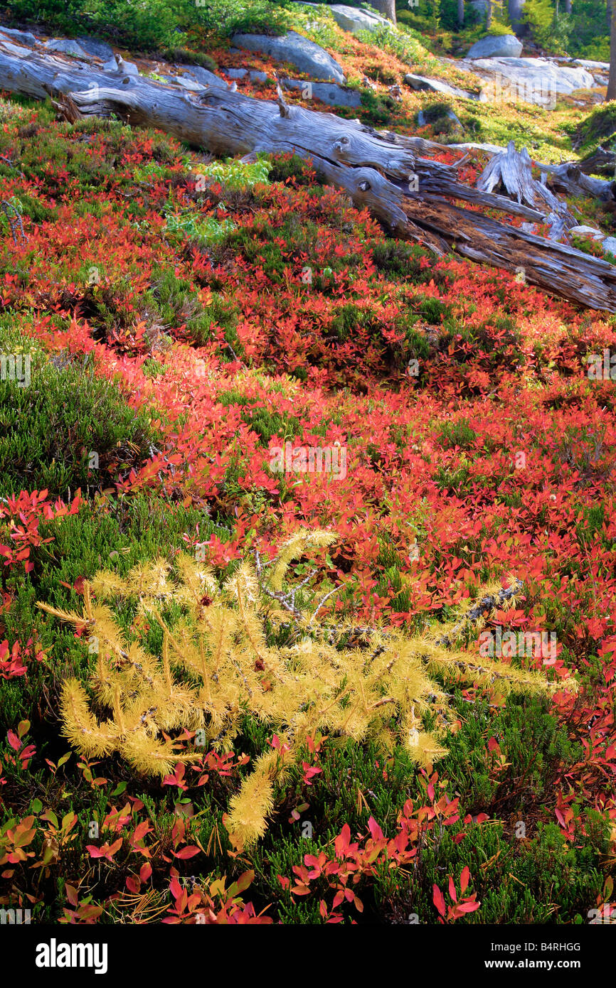 Vegetation im Herbst Farbe in Verzauberung Seengebiet der alpinen Seen Wildnis, Washington Stockfoto