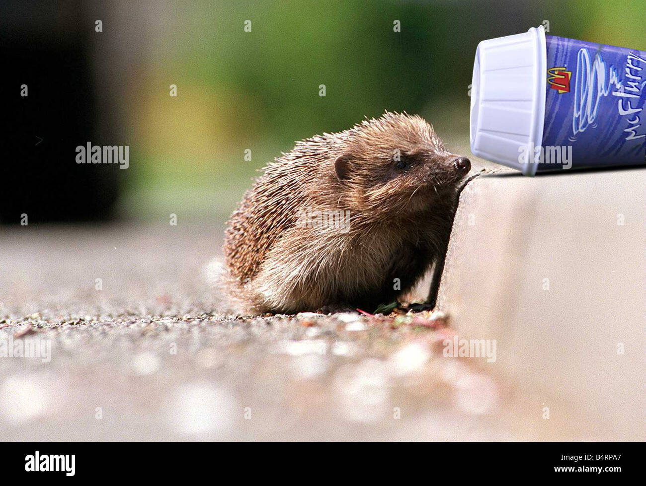 Igel, die versuchen, einen McDonalds McFlurry British Hedgehog Preservation Society zu essen hat einen Rechtsstreit mit McDonalds gewonnen, die Stockfoto