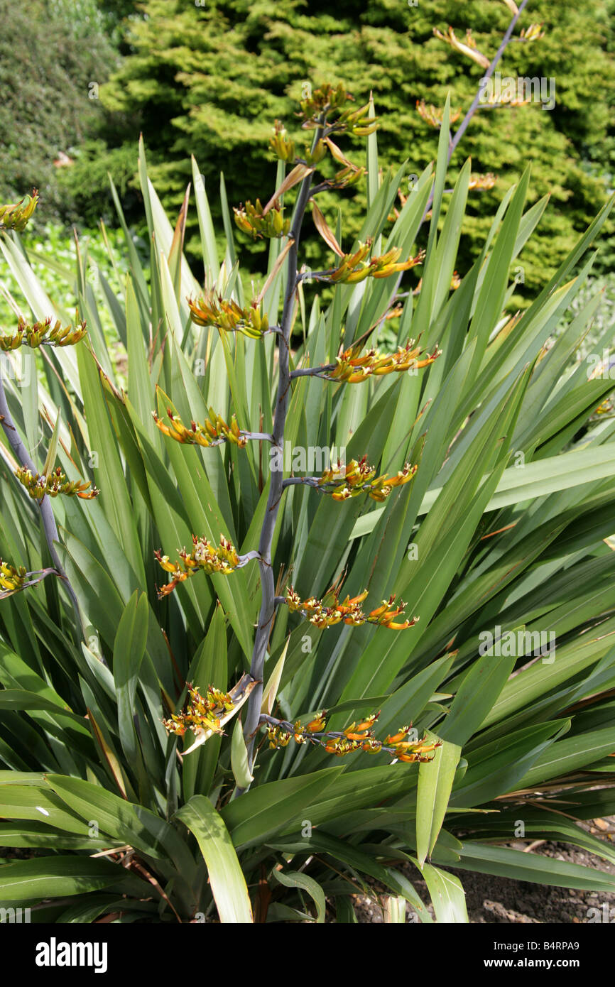 Berg-Flachs, Phormium Cookianum Hemerocallidaceae New Zealand Stockfoto