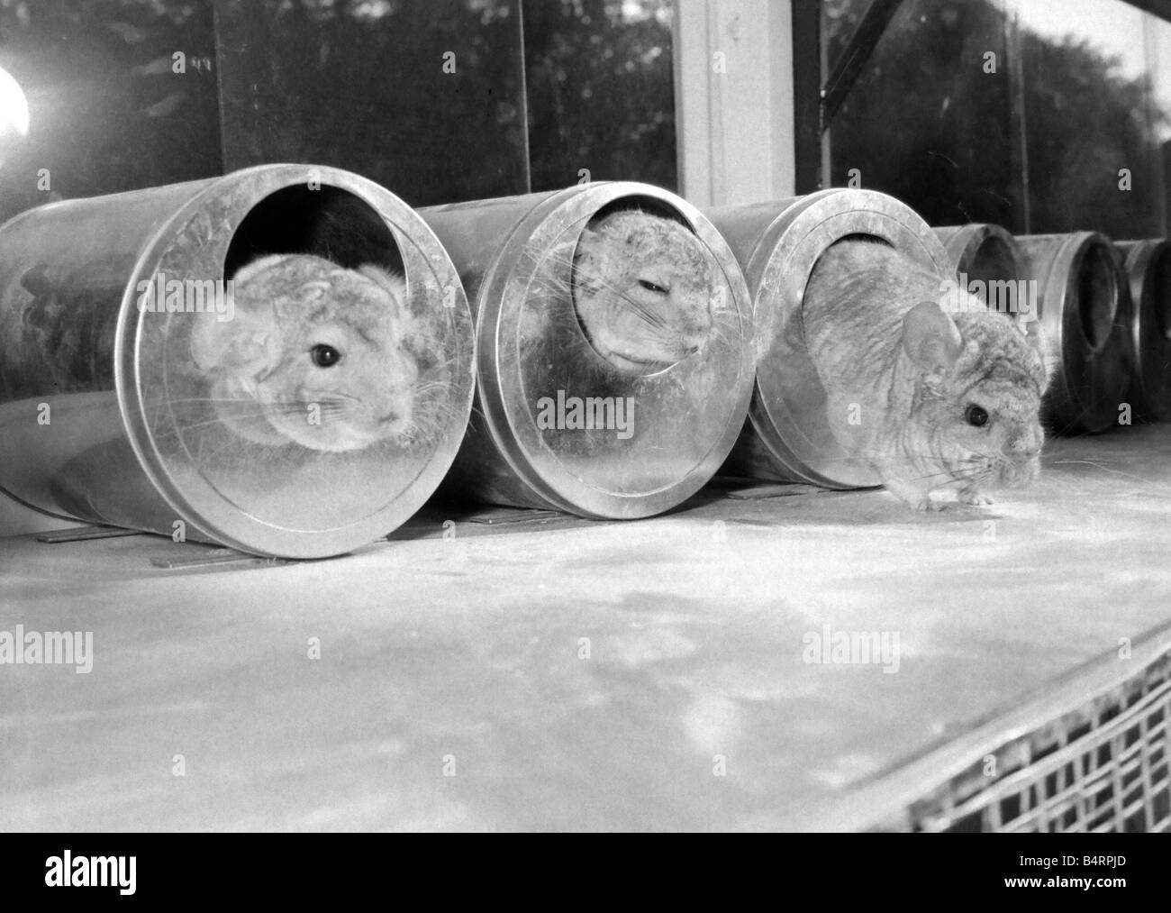 3 Chinchillas auf der BK Chinchilla Ranch in Rednal sie sind in einer speziellen Zubereitung schwelgen, die aussieht wie Silbersand Oktober 1959 Stockfoto