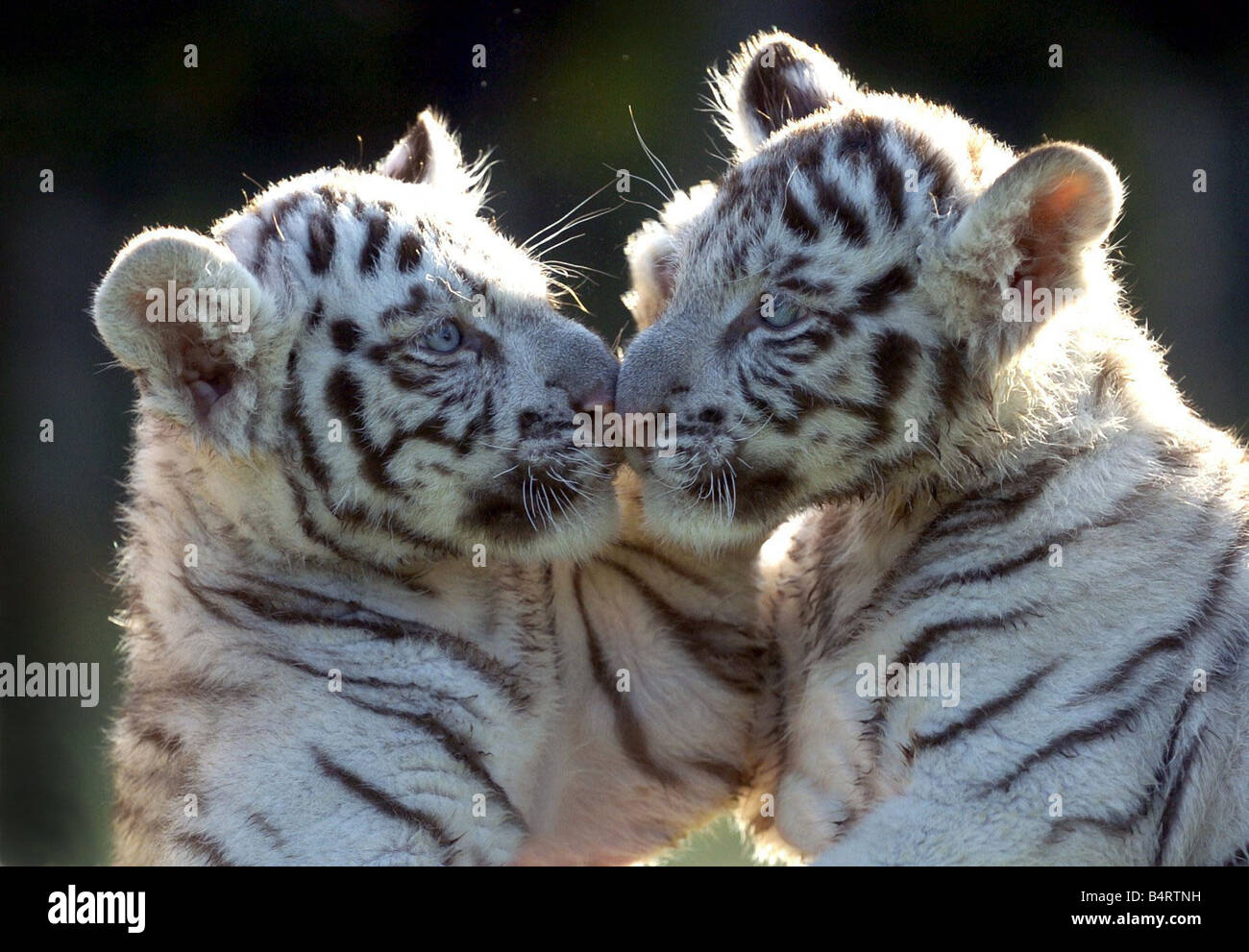 Weiße Tigerbabys im West Midland Safaripark Bewdley zwei Monate alten Khan und Scharu sind die ersten weißen Tiger geboren wird Stockfoto