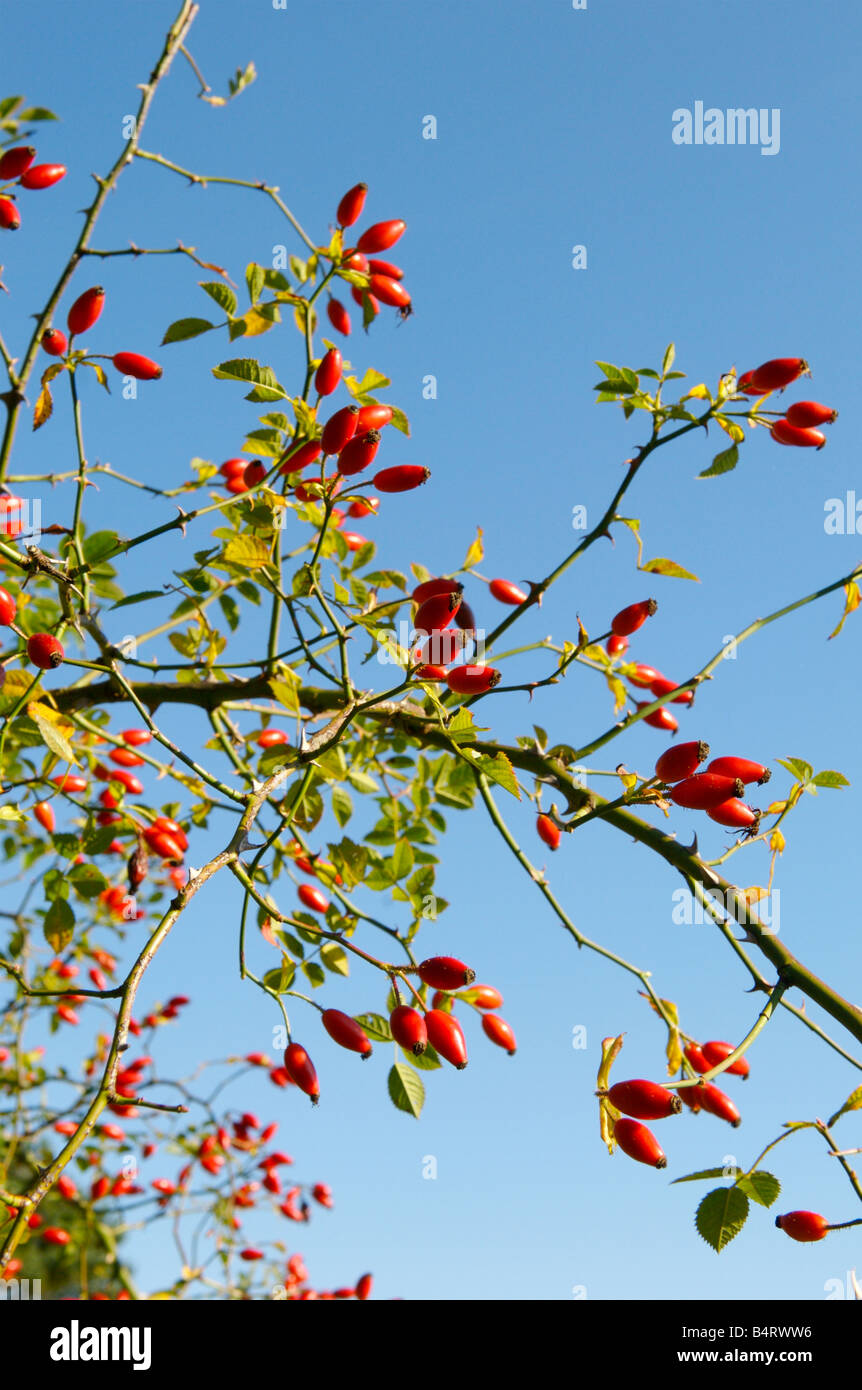 Hagebutten wachsen in Hampshire gegen ein strahlend blauer Himmel Stockfoto