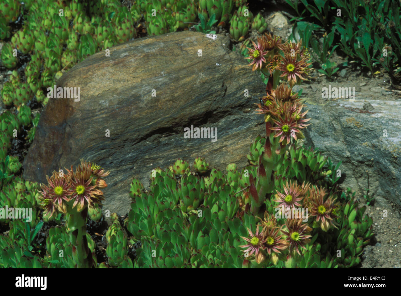 Sempervivum Grandiflorum X montanum Giardino Paradisia Gran Paradiso Nationalpark Valle d ' Aosta Italien Stockfoto