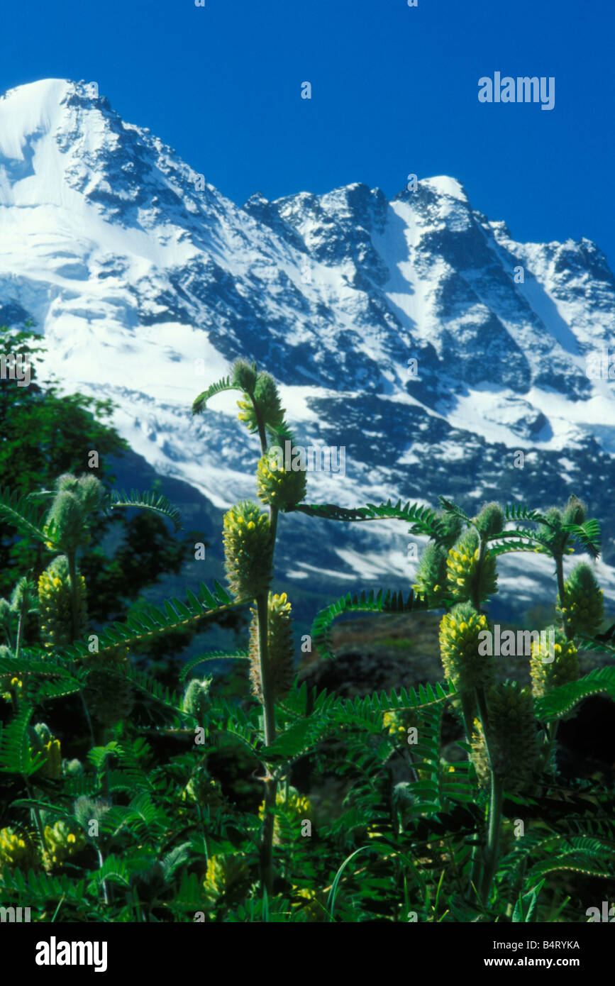 Astragalus Centralpinus Giardino Paradisia Gran Paradiso Nationalpark Valle d ' Aosta Italien Stockfoto