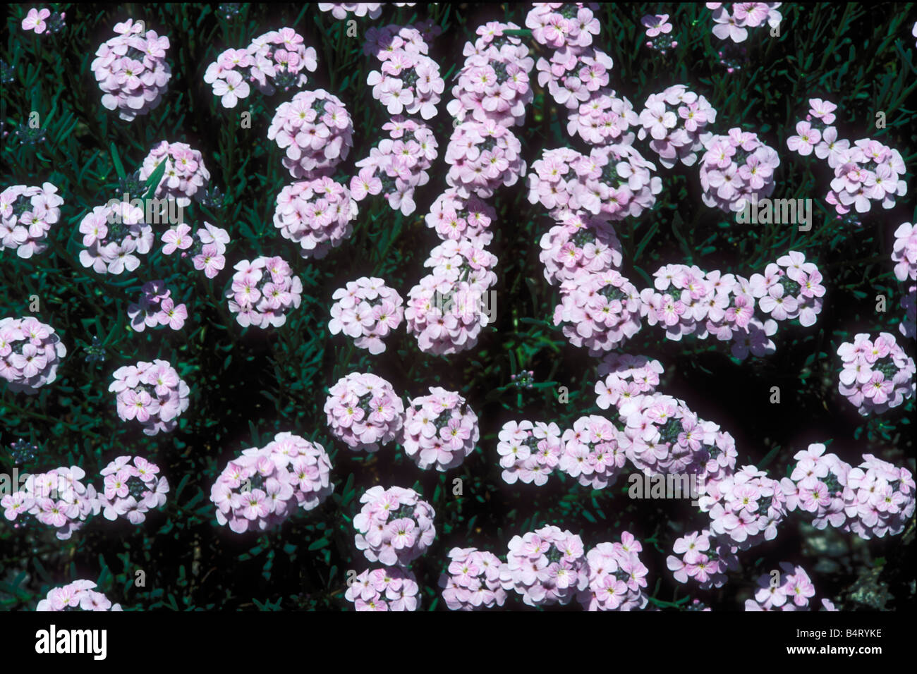 Aethionema Grandiflorum Giardino Paradisia Gran Paradiso Nationalpark Valle d ' Aosta Italien Stockfoto