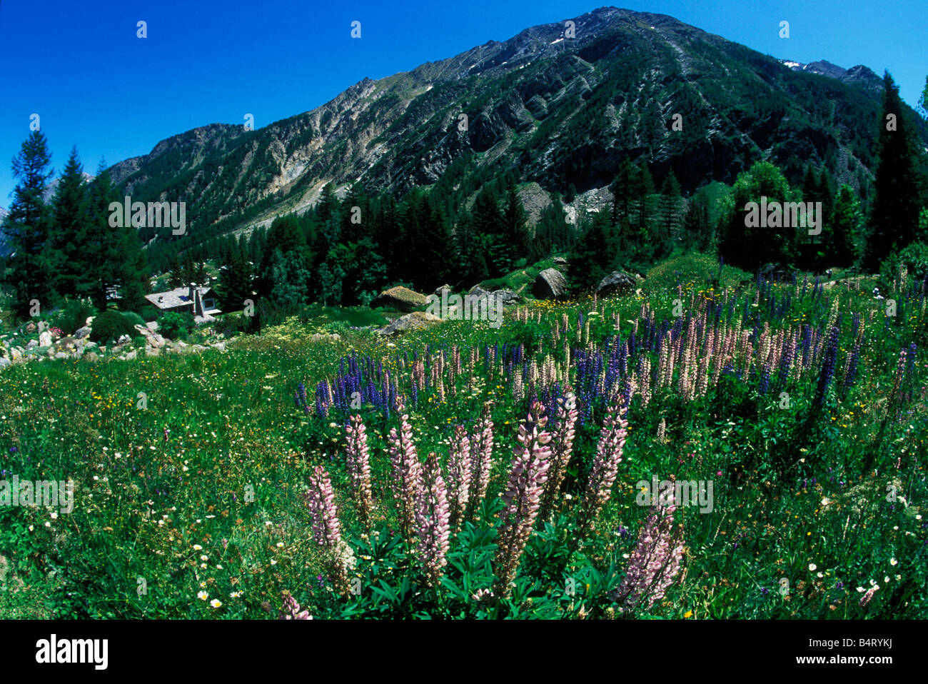 Lupinus Polyphyllus Giardino Paradisia Gran Paradiso Nationalpark Valle d ' Aosta Italien Stockfoto
