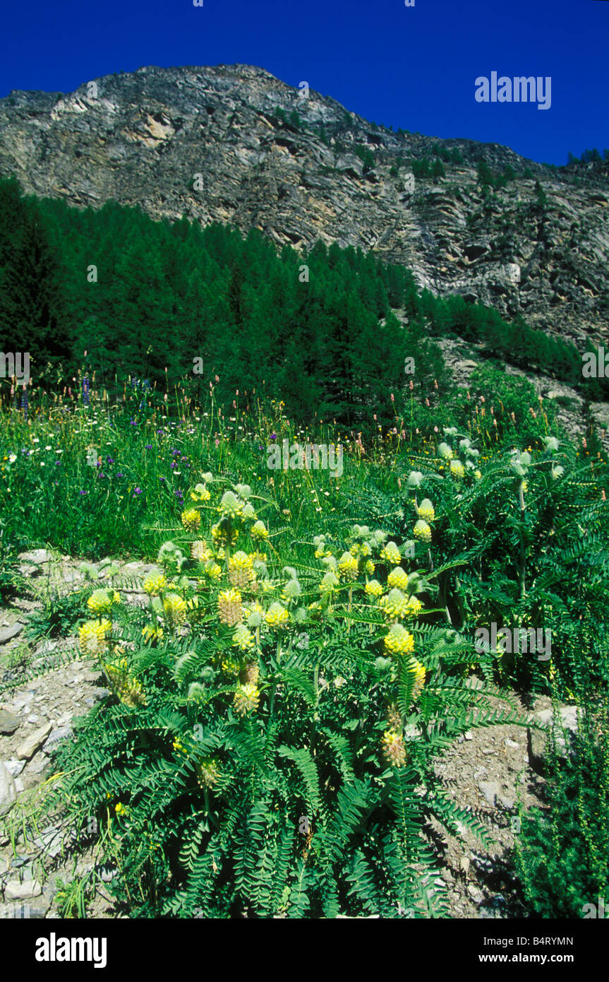 Astragalus Alopecurus Giardino Paradisia Gran Paradiso Nationalpark Valle d ' Aosta Italien Stockfoto