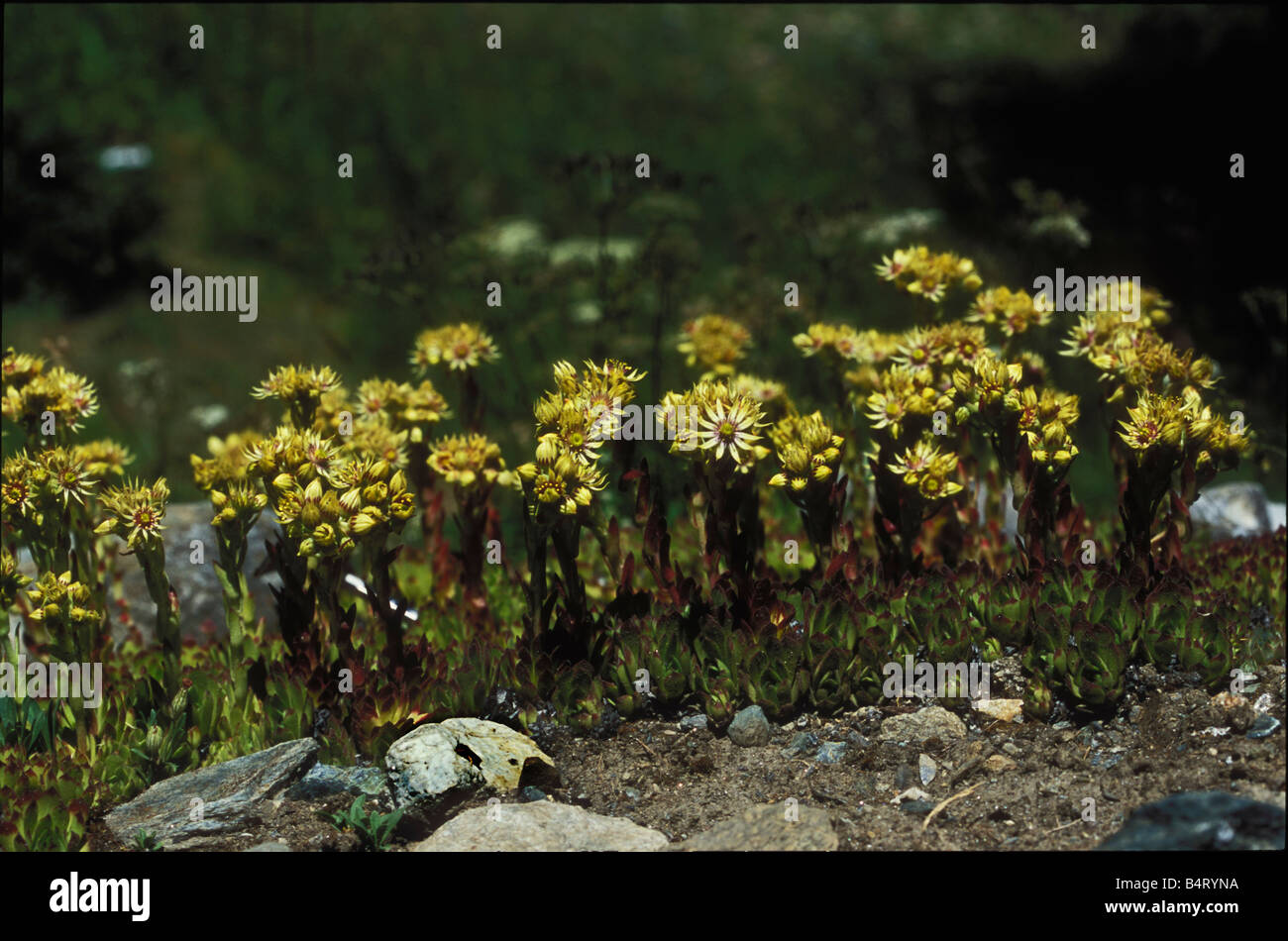 Sempervivum Arachnoideum Giardino Paradisia Gran Paradiso Nationalpark Valle d ' Aosta Italien Stockfoto
