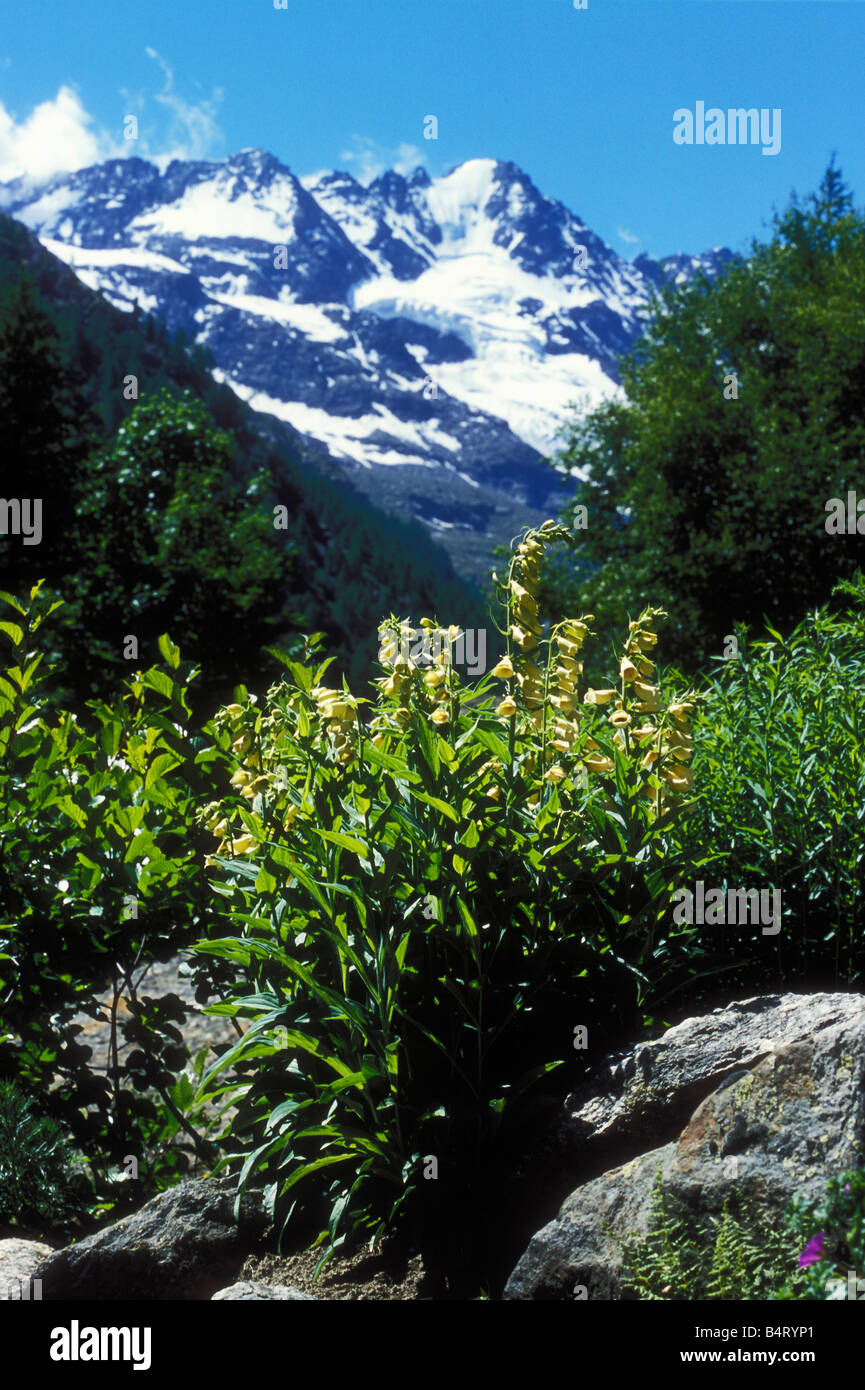 Digitalis Grandiflora Giardino Paradisia Gran Paradiso Nationalpark Valle d ' Aosta Italien Stockfoto