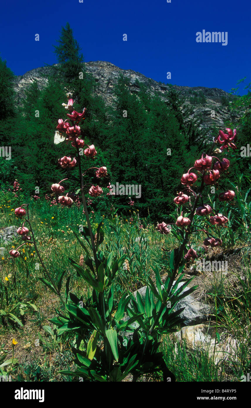 Lilium Martagon Giardino Paradisia Gran Paradiso Nationalpark Valle d ' Aosta Italien Stockfoto