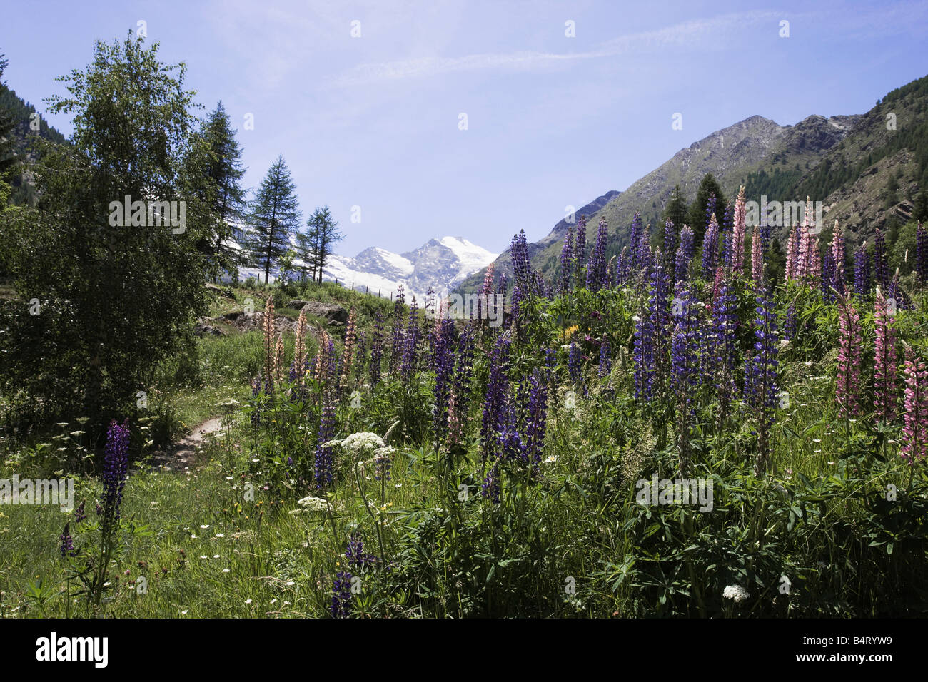 Landschaft Giardino Paradisia Gran Paradiso Nationalpark Valle d ' Aosta Italien Stockfoto