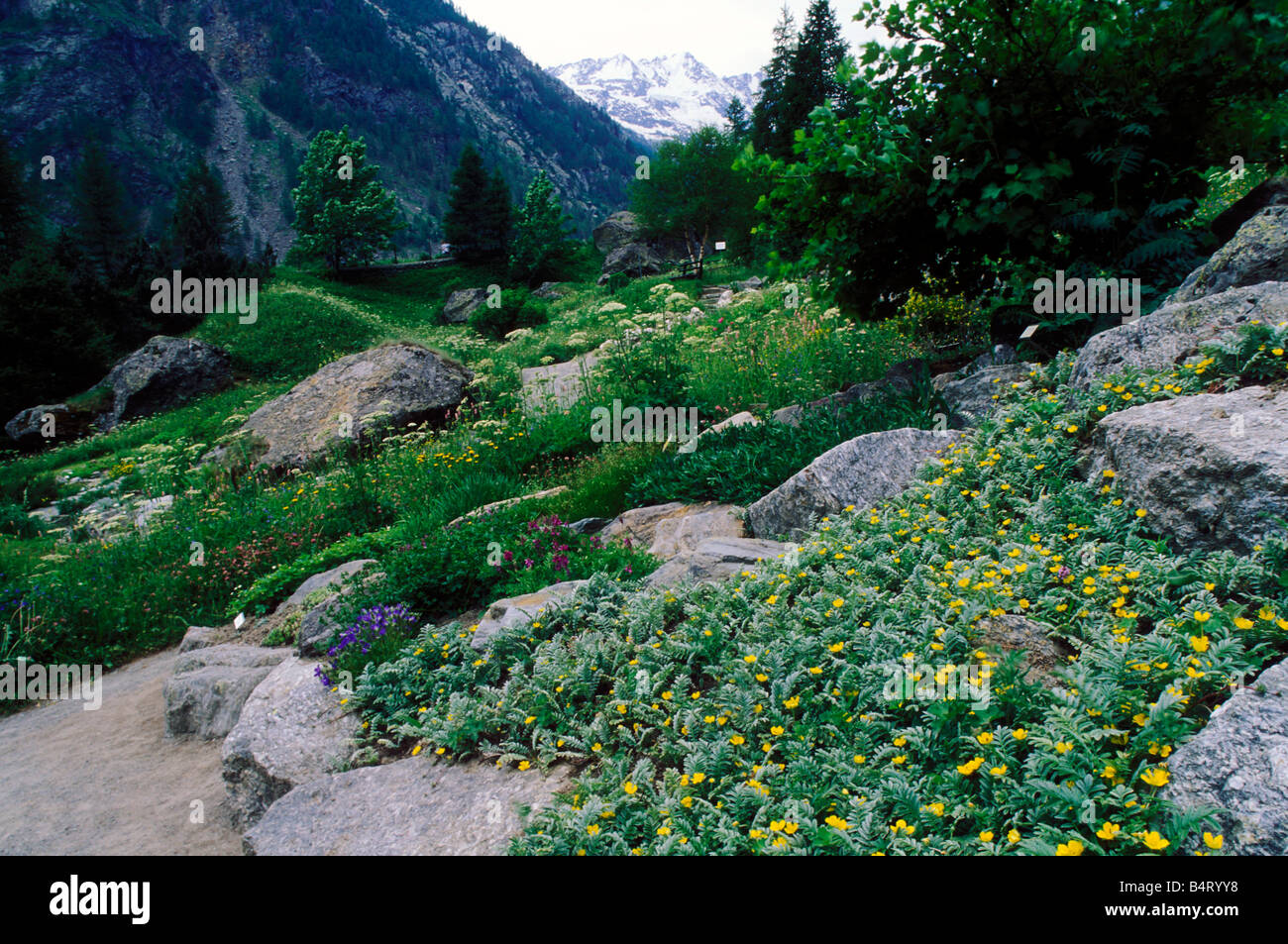 Landschaft auf Frühsommer Giardino Paradisia Gran Paradiso Nationalpark Valle d ' Aosta Italien Stockfoto