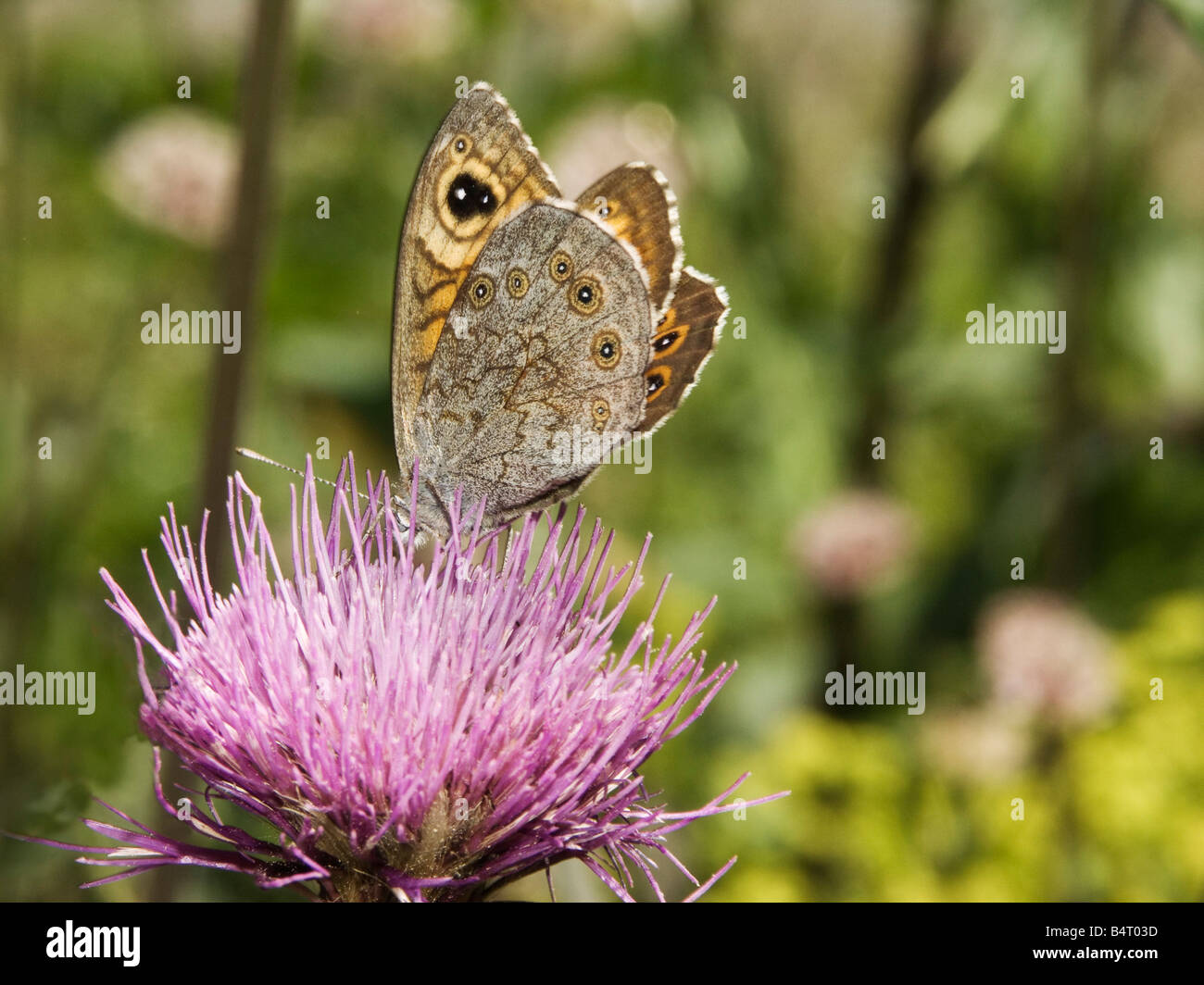 Lasiommata Maera Gran Paradiso Nationalpark Valle d ' Aosta Italien