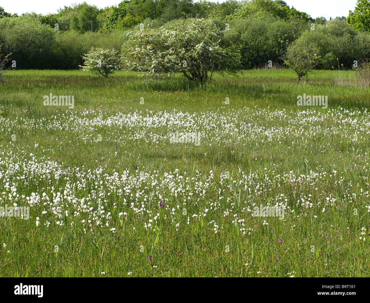 Gemeinsamen Wollgras blüht in das Feuchtgebiet Lebensraum der unteren Southrepps im Frühjahr.  Ungewöhnliche.  Seltene Pflanzen OLYMPUS DIGITAL CAMER Stockfoto