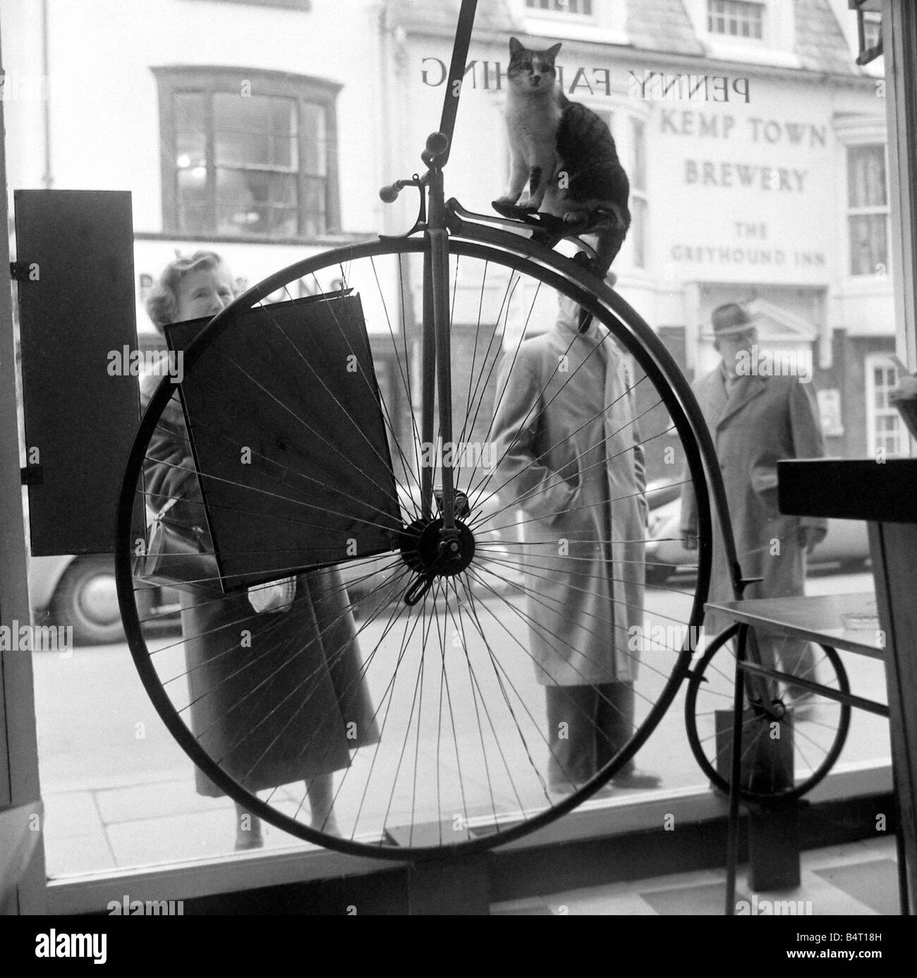 Menschen stehen und starren in das Fenster von der Penny Farthing Kaffeebar in Brighton und Susie die Katze sitzt auf dem Sattel zu sehen Stockfoto