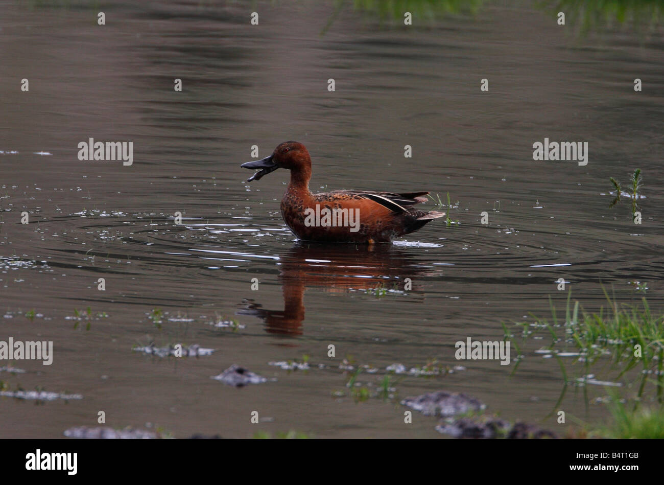 Cinnamon Teal Anas Cyanoptera Fütterung in der Nähe von Yellowstone River im Juli Stockfoto