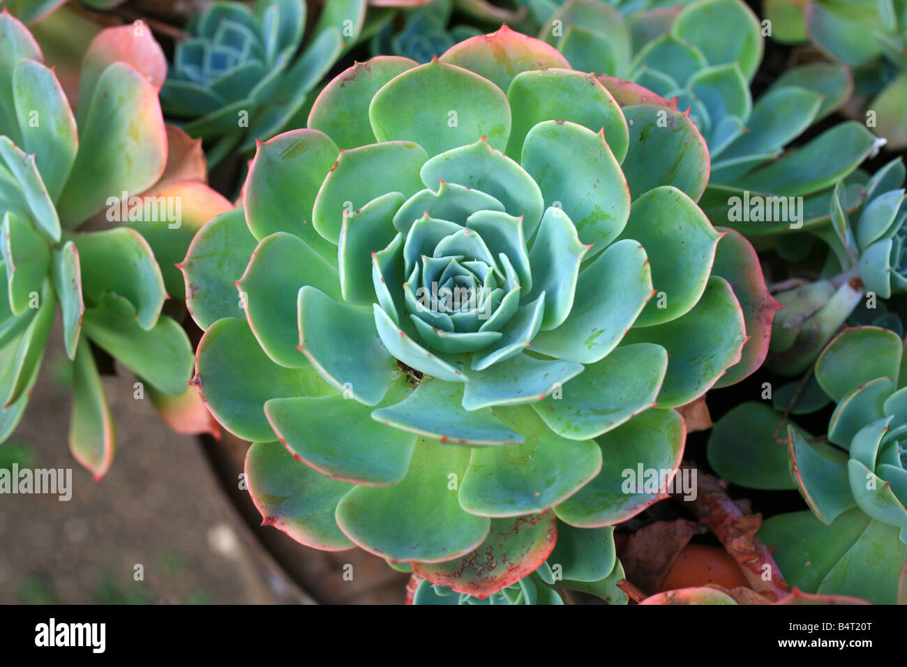 Cactus italy -Fotos und -Bildmaterial in hoher Auflsung  Alamy