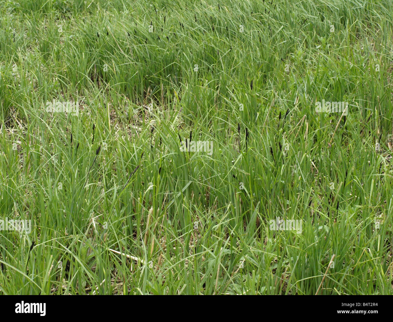 Offenen Röhricht in das Feuchtgebiet Medow bei Southrepps gängige OLYMPUS Digitalkamera Stockfoto