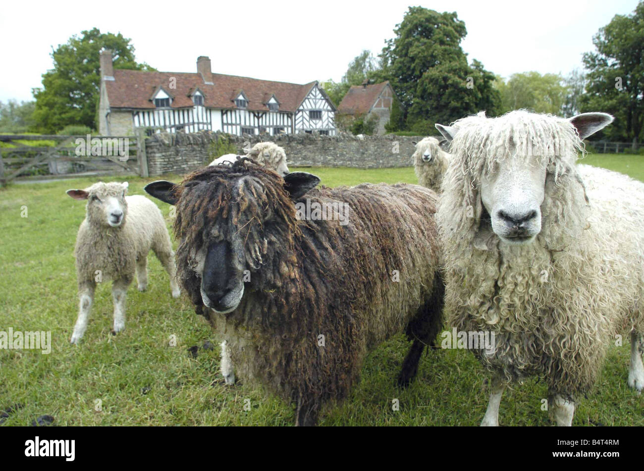 Die Cotswold Shakespeare Schafherde sind die Hauptattraktionen auf der bevorstehenden großen Schafe Show läuft bei Mary Arden s Haus und Landschaft Museum Teil der Herde infront von Oalmers Farm, früher bekannt als Mary Arden s Haus gesehen werden Stockfoto