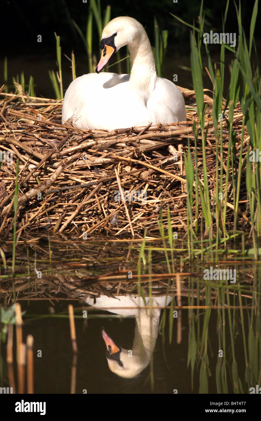 Eine herrliche Szene auf der ruhigen sitzt Birmingham nach Worcester Kanal als Schwan auf ihr Nest in der Sonne. 2003. Stockfoto