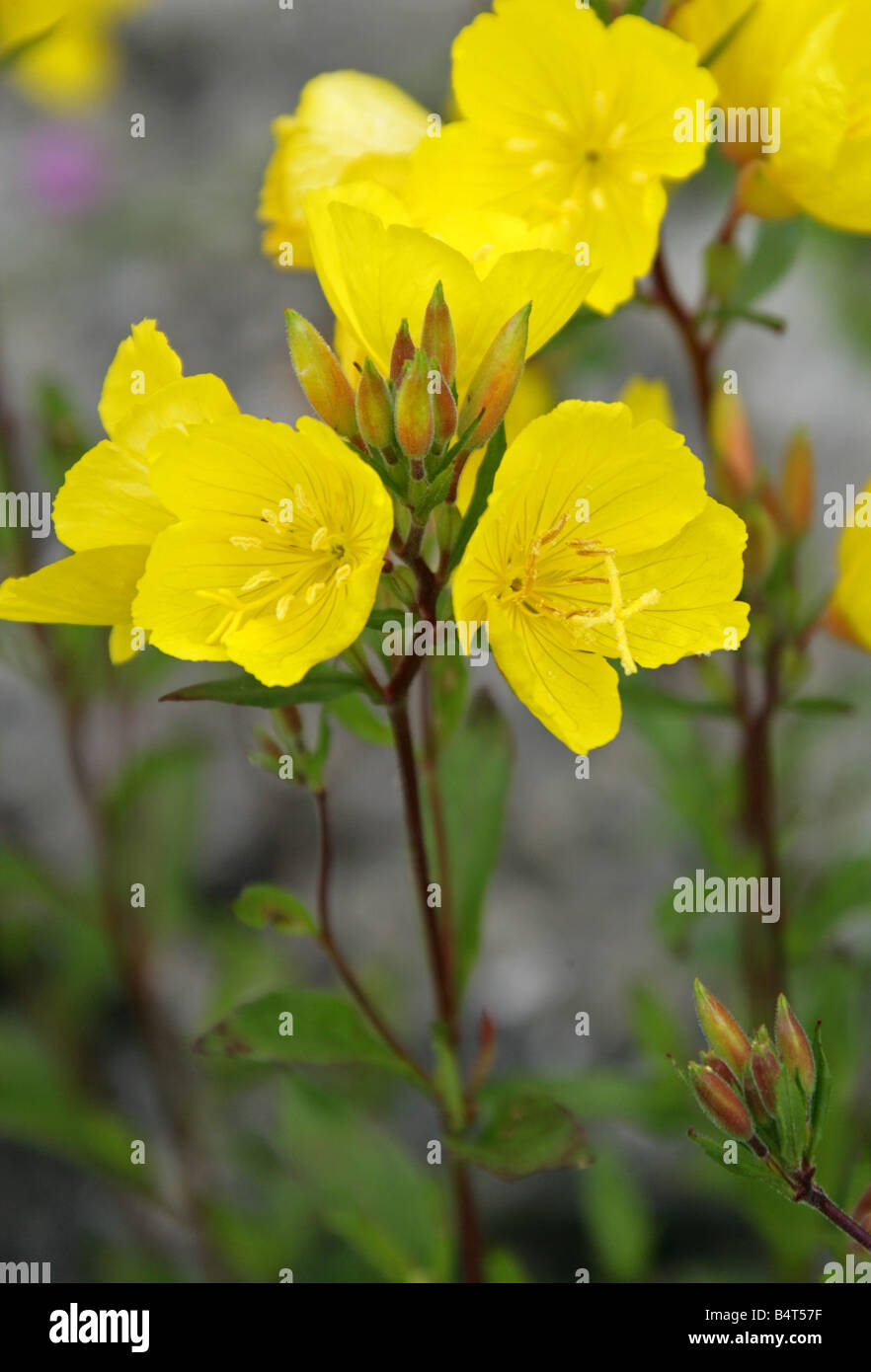 Missouri Primrose, Ozark Sundrops, Missouri Primrose Sundrops oder Sundrops, Oenothera Missouriensis Var Missouriensis Onagraceae Stockfoto