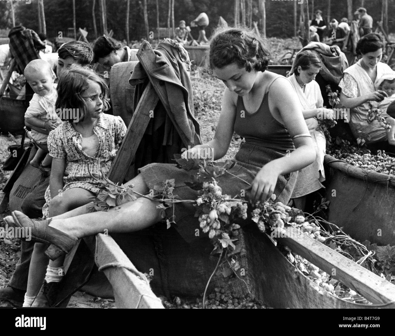 Hop Kommissionierung im Fortschritt in der Kent Land Frauen hart bei der Arbeit mit Zweigen der Hopfen September 1941 Stockfoto