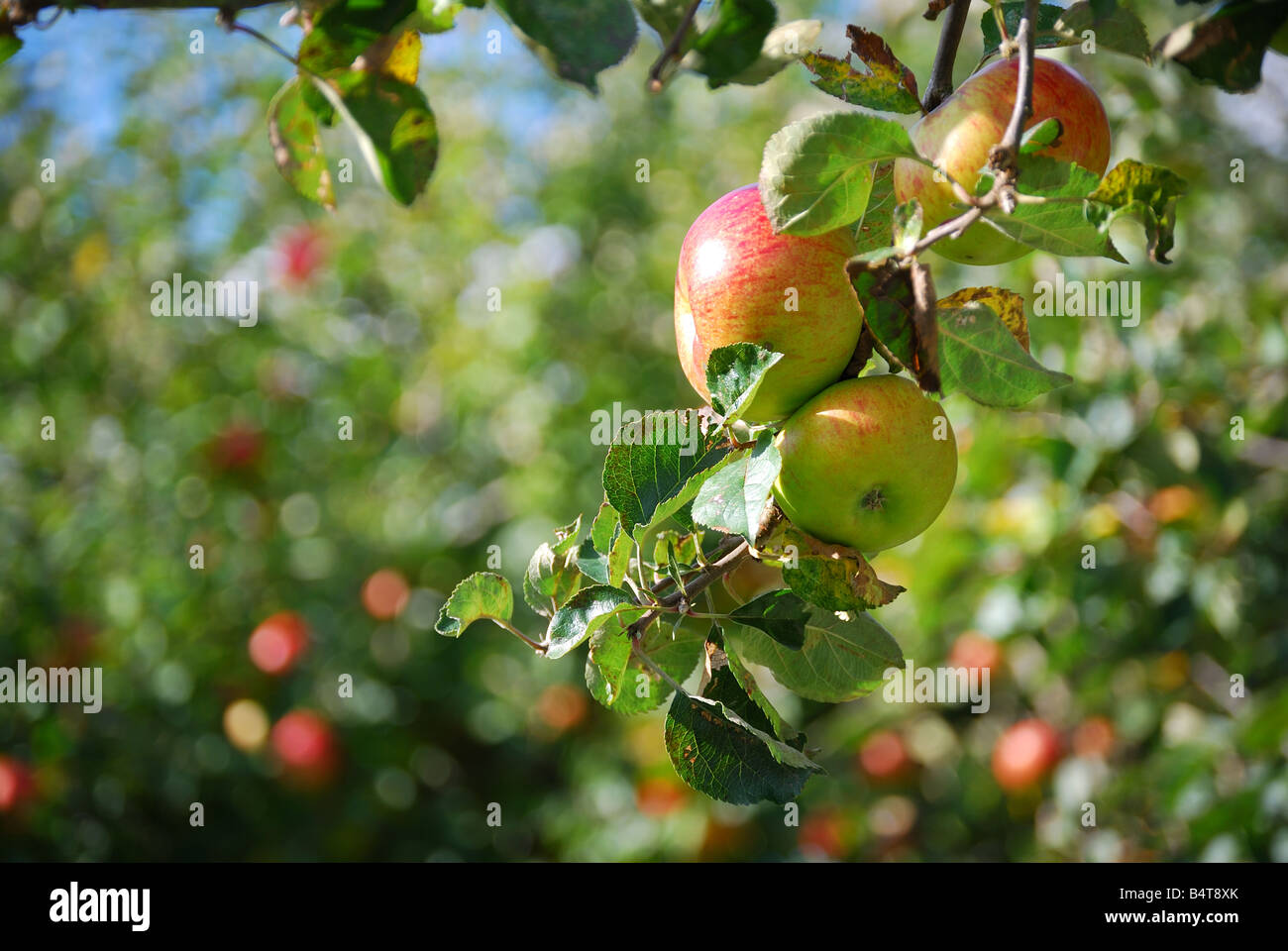 Äpfel auf den Bäumen im Obstgarten, Lamberhurst Down, Lamberhurst, Kent, Großbritannien Stockfoto