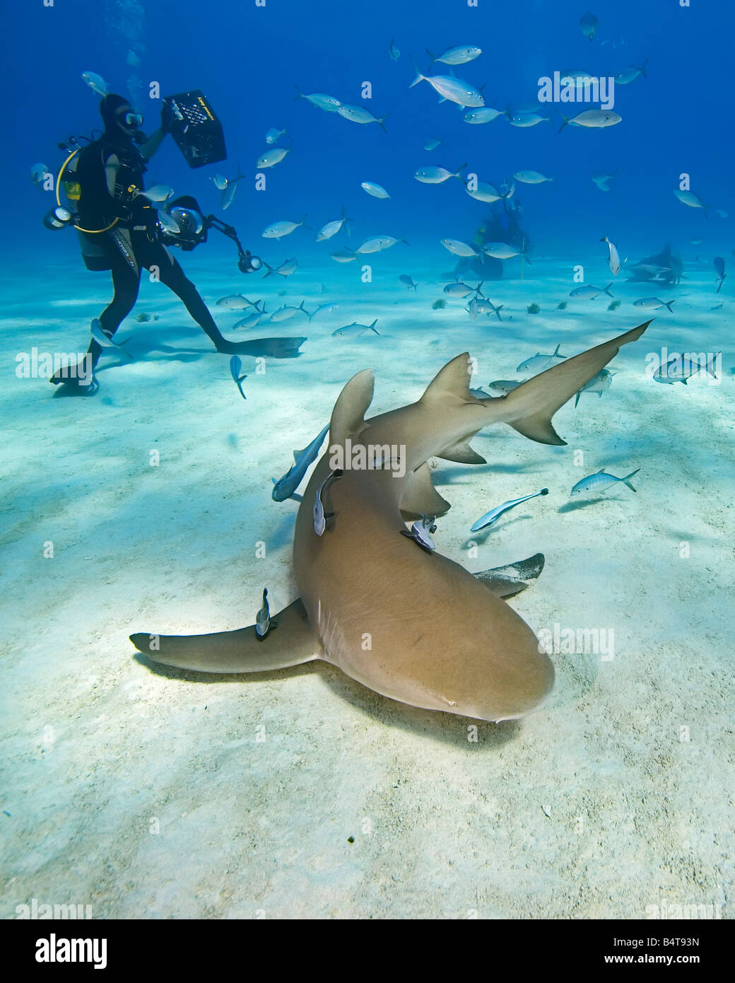 Zitrone-Haifische Negaprion Brevirostris und Taucher West End Grand Bahama-Atlantik Stockfoto