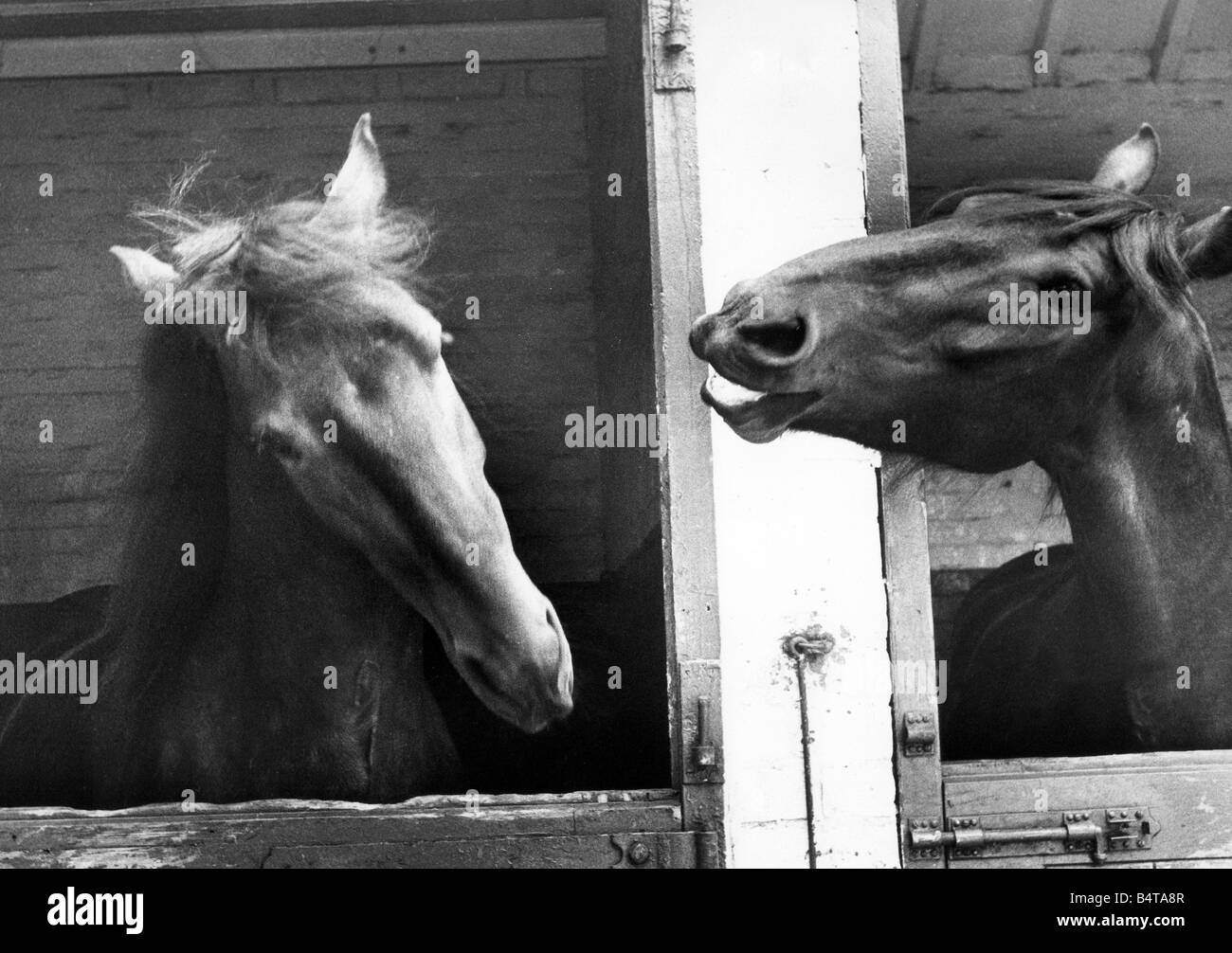 Brauerei-Pferde Duke und Adam teilen einen Witz Stockfoto Brauerei-Pferde Duke und Adam teilen einen Witz Stockfoto