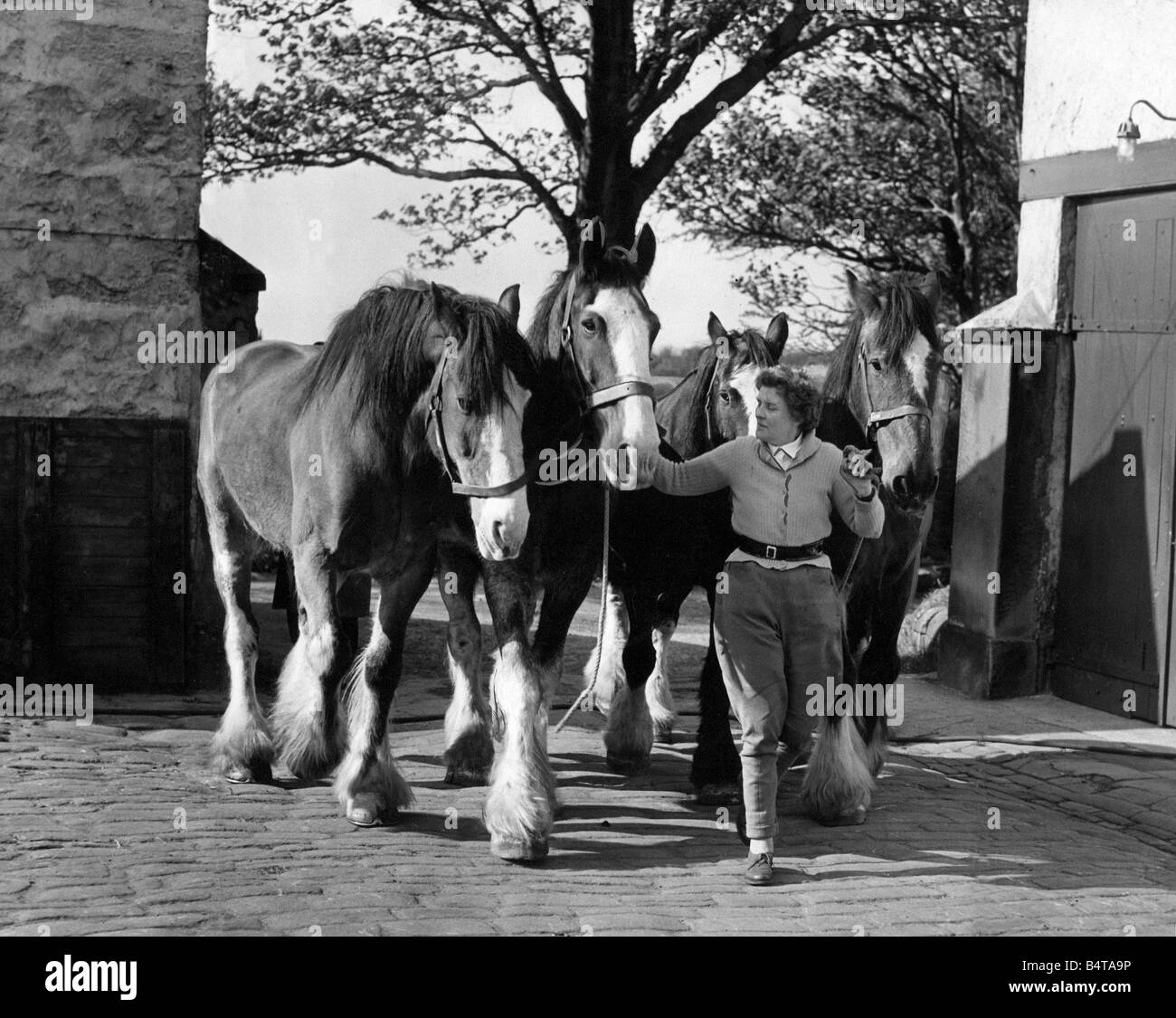 Einige alte Arbeitspferde im nördlichen Grafschaften Pferd Schutzgemeinschaft Stall bei Eighton Banks Stockfoto