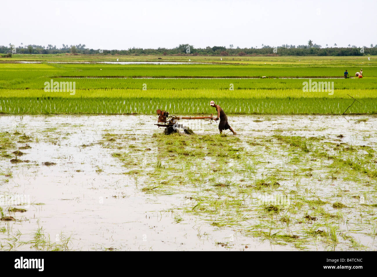 Bauern, die Pflanzen Reis Stockfoto