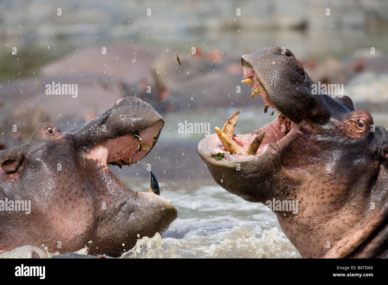 Flusspferde kämpfen Hippopotamus Amphibius Ratama Pool Seronera Fluss Serengeti Tansania Stockfoto