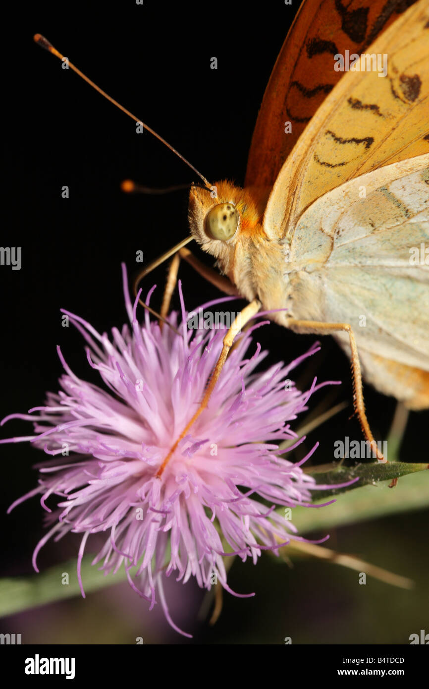 Silber gewaschenen Fritillary butterfly Argynnis Paphia Fütterung auf Distel Griechenland Stockfoto