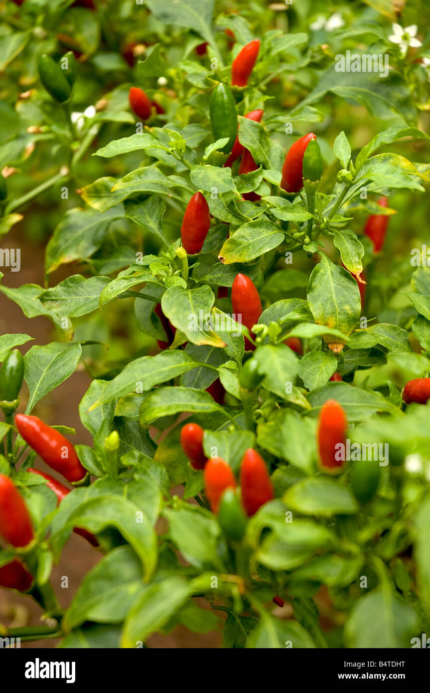 Rote Chili Chili Chilis Chilis Chilis Paprika Pfeffer Pflanzen wachsen im Gemüsegarten Stockfoto