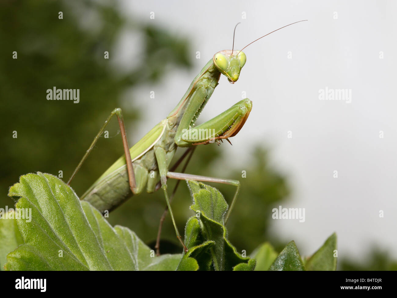Betender Mantis Mantis Religiosa auf Pelargonium Mantidae Stockfoto