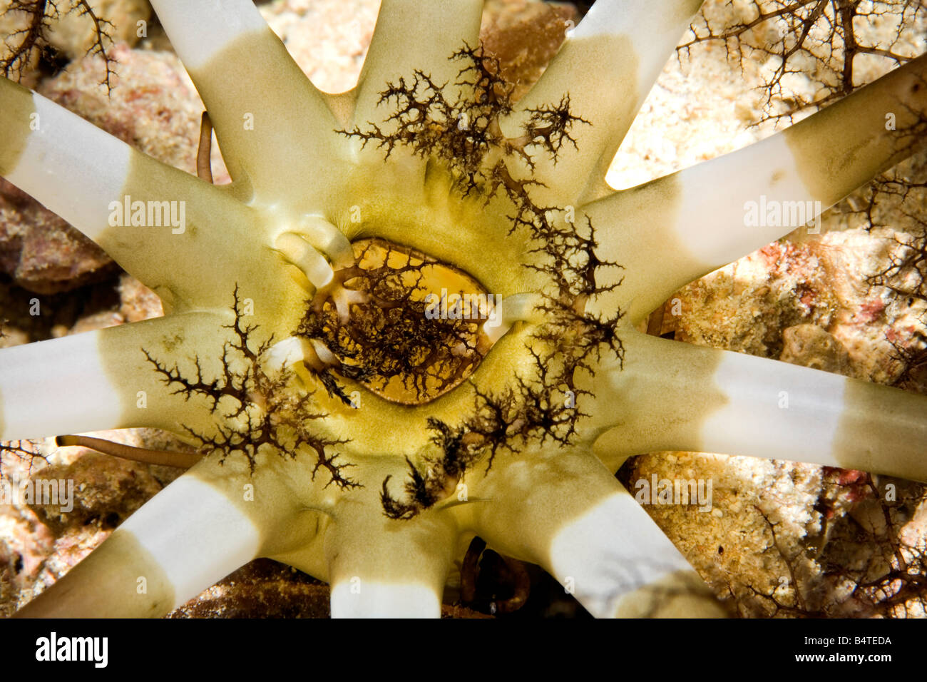 Grabende Seegurke oder Holothurian, Massinium Magnum, zuvor Neothyonidium Magnum, zeigt die große tentakelartigen Krone Stockfoto