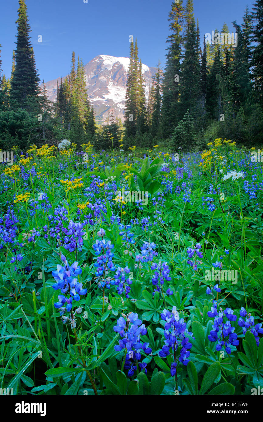 Wildblumenwiese im Bereich von Tatoosh in Mount Rainier Nationalpark, Washington Stockfoto