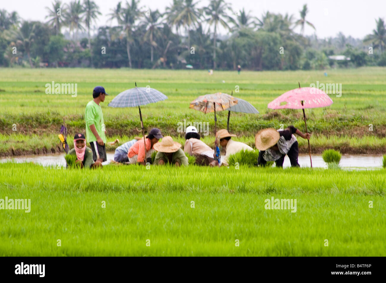 Kommunale Reis Pflanzen Stockfoto